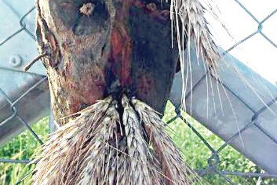 Vengrijos pasieniečiai pabėgėlius gąsdina baidyklėmis