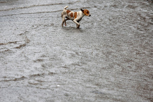 Italijoje du šunys mirtinai sukandžiojo pusantrų metų vaiką