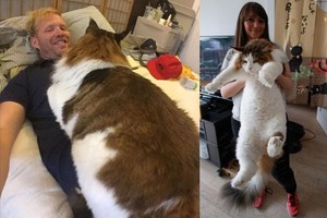 Pamatę šį katiną praeiviai mano, kad tai – meška