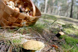 Miške vyras įsiuto – grybaudama žmona pamiršo gėdą