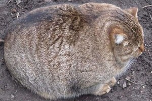 Milžiniškos katės – jų dydis pribloškia net ir daug mačiusius