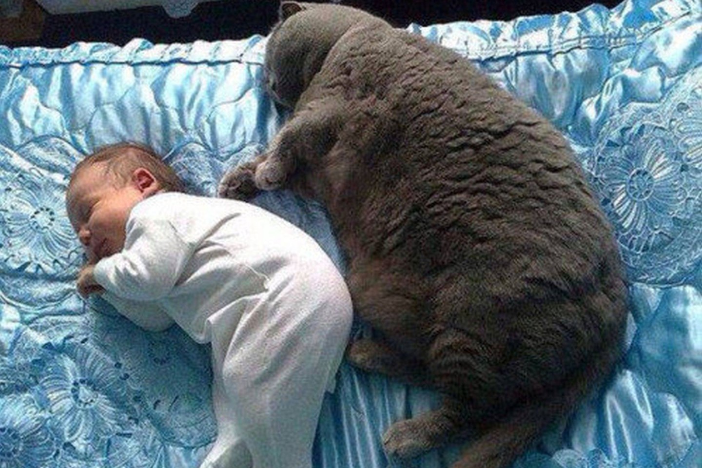 Net sunku patikėti, kad būna tokio dydžio kačių.<br>Imgur.com nuotr.
