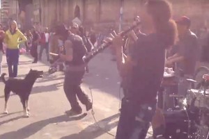 Išgirdęs muziką šuniukas parodė, kaip reikia linksmintis