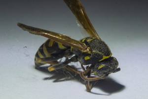 Vapsvų nuodai – ginklas prieš vėžį