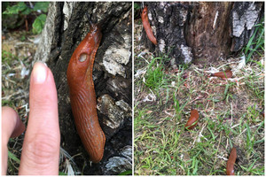 Šliužai puola: žmonės juos karpo pusiau, šie – suėda vienas kitą