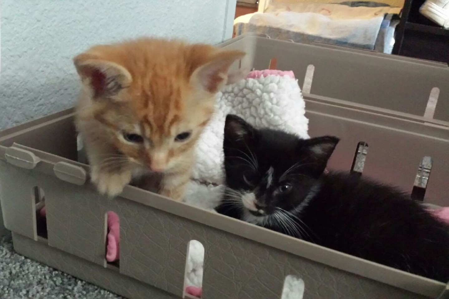 Kačiukai nuo mažens įprato miegoti drauge.<br>Imgur.com nuotr.