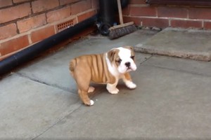 Mažas šuniukas įrodė, kaip sugeba įveikti dideles kliūtis