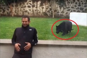 Širdis daužosi žiūrint: vyras neturėjo atsukti nugaros panterai