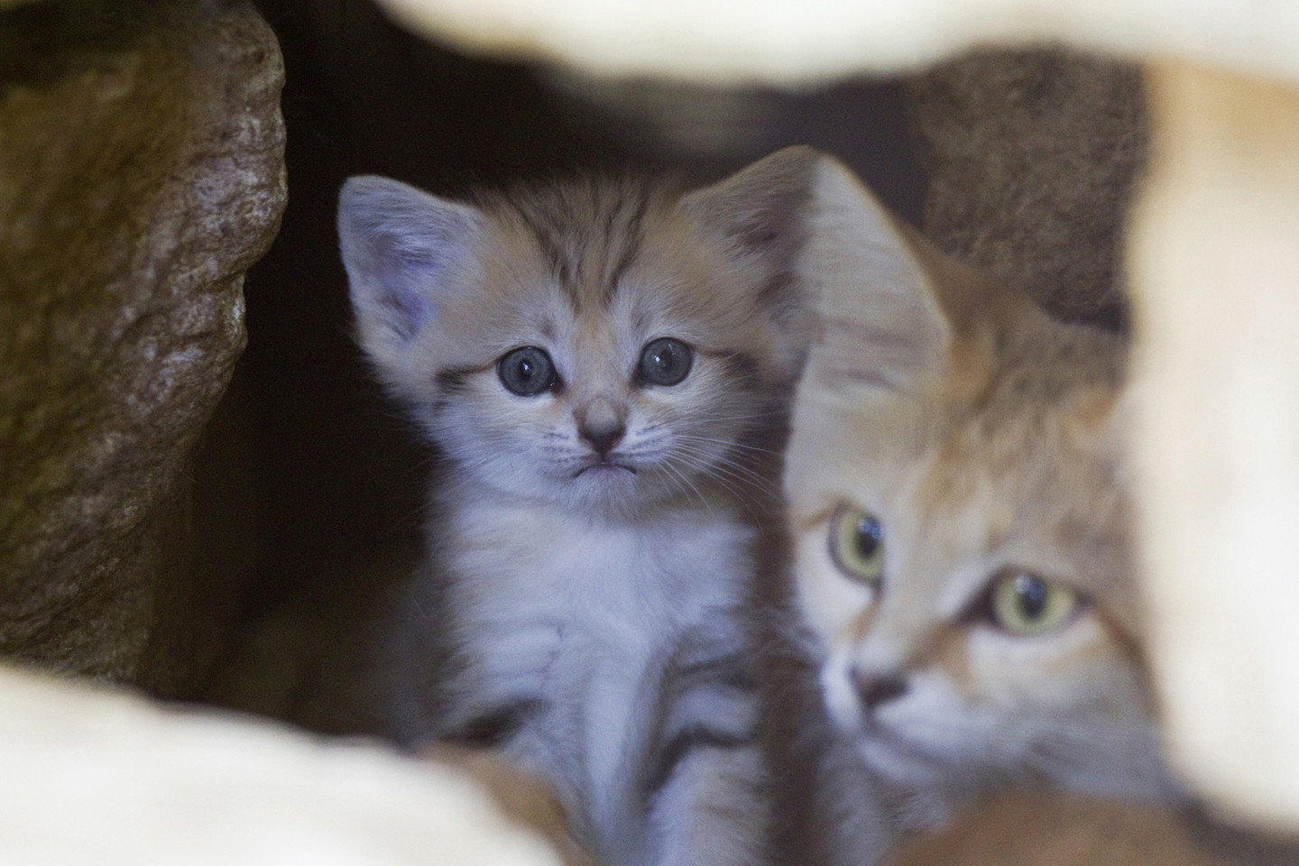 Margaritos yra laukinės, baukščios katės.<br>Reuters/Scanpix nuotr.