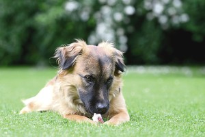 Per karščius keturkojams – šaldytas žaislų ir skanėstų luitas