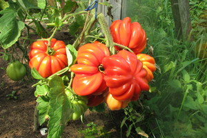 Tokios pomidorų kekės iš dovanoto daigo pensininkas nesitikėjo