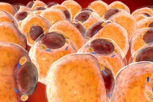 Riebalinis audinys yra kur kas naudingesnis nei galvojote