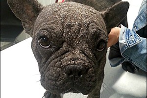 Žmonių žiaurumui nėra ribų: šuns akys pasako viską