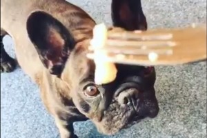 Švedė šuniui davė pūdytos silkės. Kitaip nutikti ir negalėjo