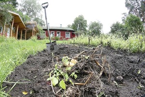 Bėglių sodintas bulves kasa geraširdis Petras