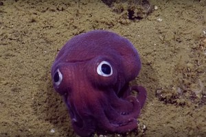 Pamatę šį aštuonkojį mokslininkai palaikė jį žaisliniu