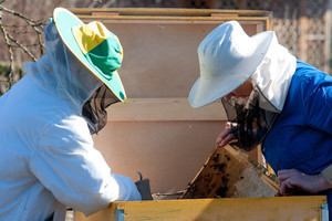 Po gausaus lietaus – didžiulės kainos ir suklastotas medus