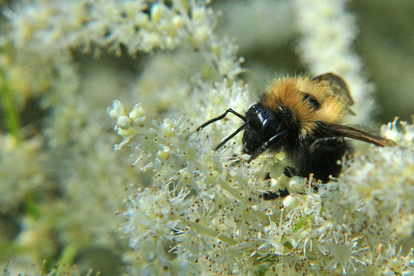 Bitės smarkiausiai padirbėjo gegužę bei birželį, per kaštonų žydėjimą – taip pat.<br>A.Vaitkevičiaus nuotr.