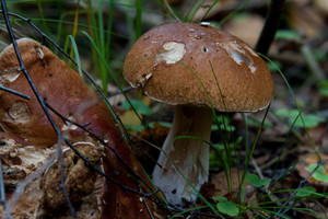 Grybautojų nelaimės: mirtis ir paklydimai