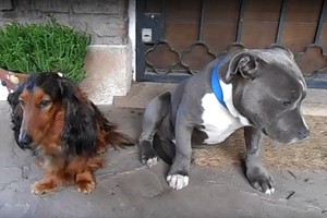 Kuris sugraužė bato vidpadį? Viską išdavė vieno šuns elgesys