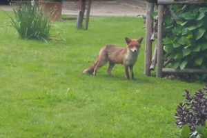 Tai bent: lapė kantriai laukė, kol žmonės gelbėjo jos jauniklį