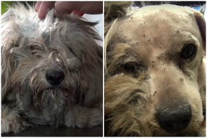 Nepatikėsite savo akimis išvydę, kaip pasikeitė šis benamis šuo