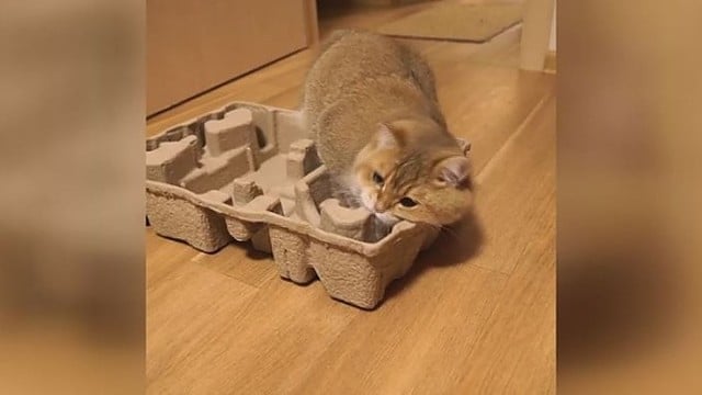 Dėžutę pamatęs katinas nusprendė, kad tilps. Deja