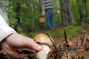 Teko pulti prieš žmoną ant kelių, kurią gėdino dėl aistros miške