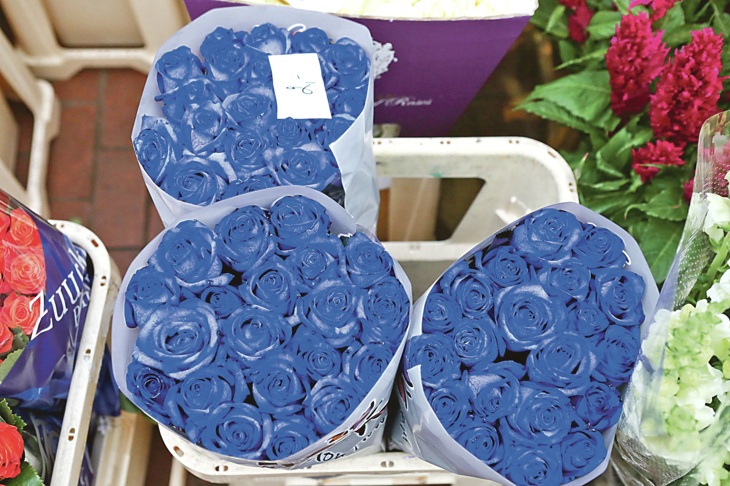 Mėlynai dažyti rožių žiedai vilioja lakios vaizduotės ir drąsius kauniečius.<br>G.Bitvinsko nuotr.