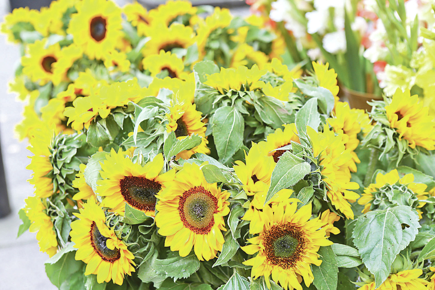 Saulėgrąžos – ryškiausios besibaigiančios vasaros gėlės.<br>G.Bitvinsko nuotr.