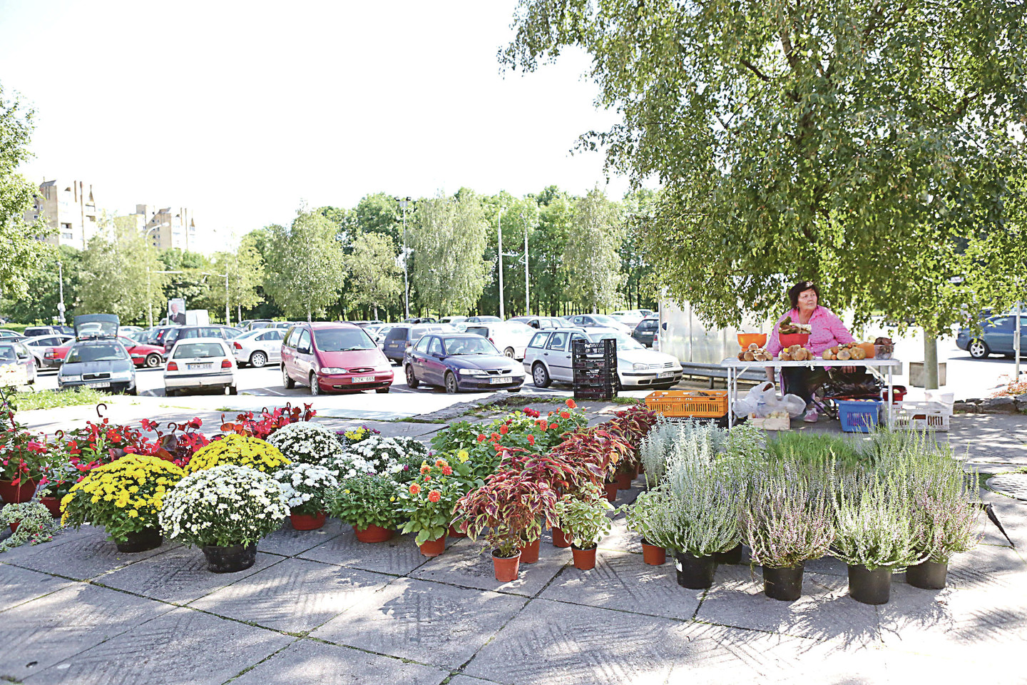 Kitoje Kalniečių parko pusėje, prie prekybos centro, veikia turgavietė, kurios pardavėjai siūlo ir vaisių, ir gėlių.