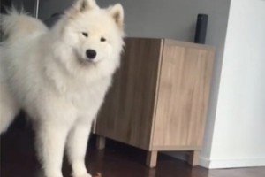 Šuo sumanė pakoncertuoti. Tai išgirdęs šeimininkas plyšo juokais