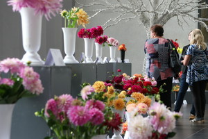 Pasakiško grožio jurginai užtvindė Marijampolę