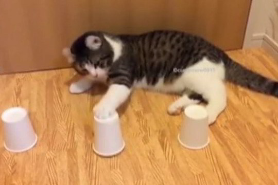 Neįtikėtinas katino talentas be žado paliko net visko mačiusius