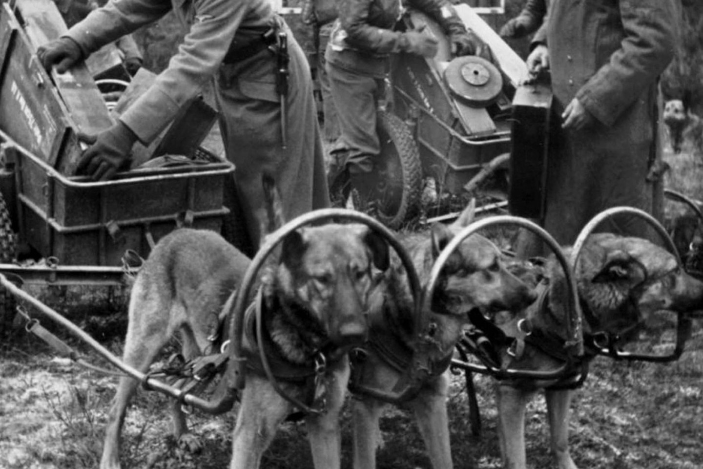 6-osios SS kalnų divizijos „Nord“ kareiviai krauna šaudmenis į šunų kinkinį.