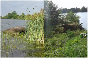 Iš tvenkinio prie Kėdainių ištraukta itin reto gyvūno gaišena