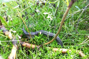 Pavojingas invazinis parazitas jau kelia rimtus nemalonumus