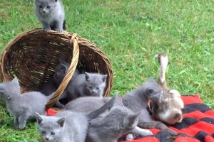 Katė ilsisi su mažyliais: suraskite, kas šiame įraše ne taip?