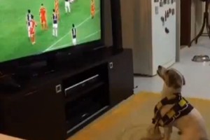 Įmuštą įvartį išvydęs šuo savo elgesiu prajuokino šeimininkus