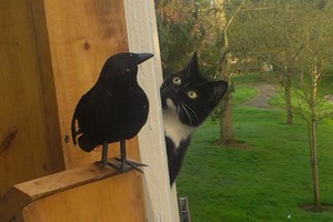 Smalsaus katino reakcija supratus, kad jo grobis netikras