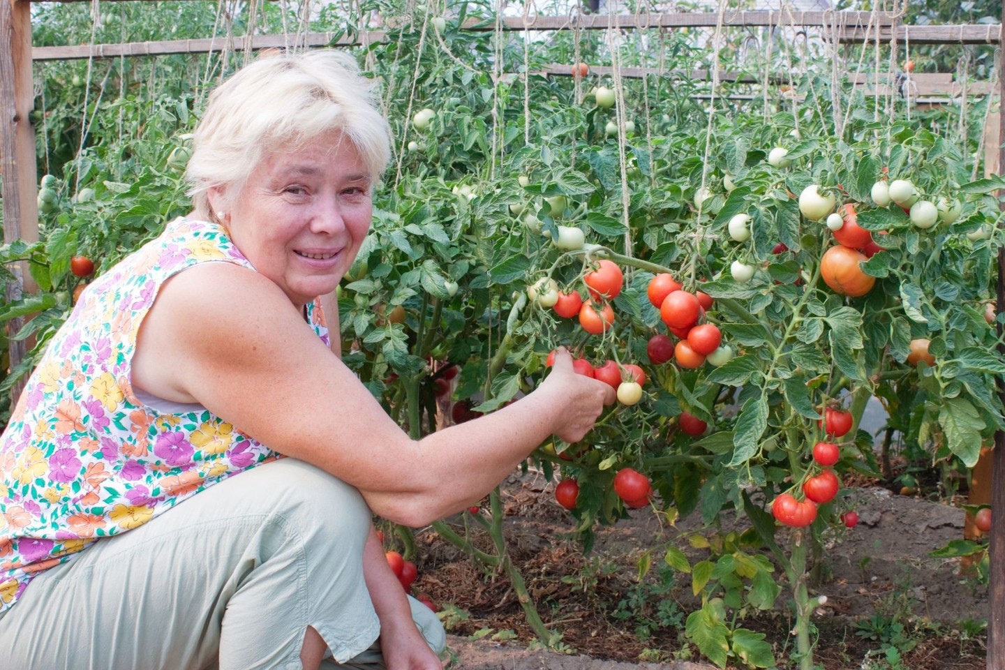 Yra būdų, kuriuos pritaikius galima paskubinti pomidorų nokimą. Pavyzdžiui, dvi dienas paeiliui juos laistyti kalio permanganato tirpalu.