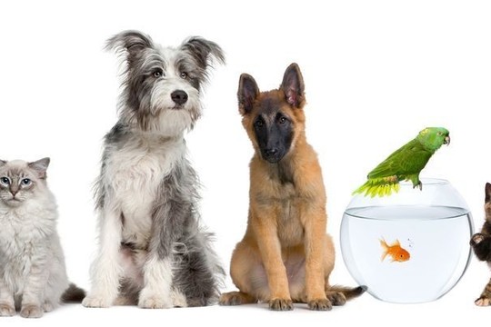 Koks naminis gyvūnėlis jums tinka pagal Zodiaką?