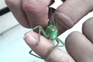 Karpas gydė žiogais, seilėmis ir krauju - rezultatas nenuvylė