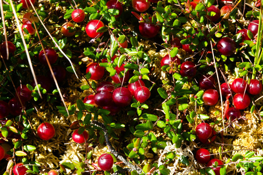 Uogautojams – specialistų perspėjimai