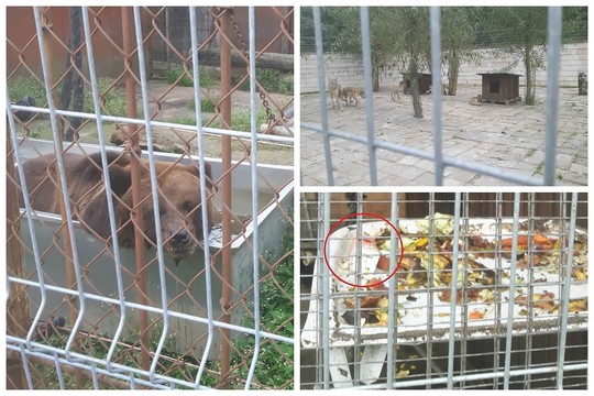 Klaipėdiečių zoologijos sodui gresia dideli nemalonumai