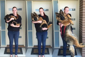 Smagi galerija įrodė, kaip greitai užauga maži šuniukai