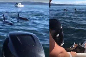 Drama jūroje: ruonis sugalvojo, kaip išsigelbėti nuo alkanų orkų