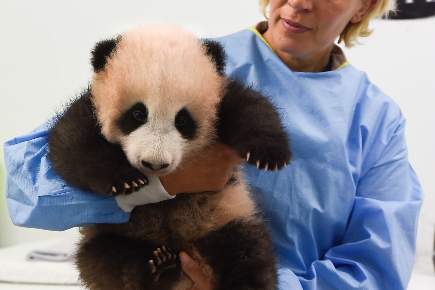 Belgijos zoologijos sodas ketvirtadienį pagaliau davė vardą prieš tris mėnesius pasaulį išvydusiai didžiosios pandos mažyliui, pavadindamas ją „Tian Bao“ arba „Dangaus brangenybe“ kiniškai.<br>AFP/ Scanpix nuotr.