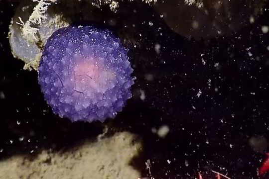 Mokslininkus nustebino gyvis: ar tai – naujas pokemonas?