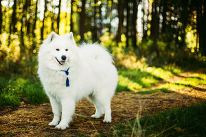 Norite, kad šuo ilgiau gyventų? Štai ką turėtumėte žinoti